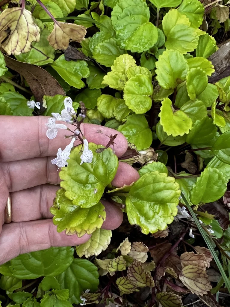 Plectranthus Verticillatus
