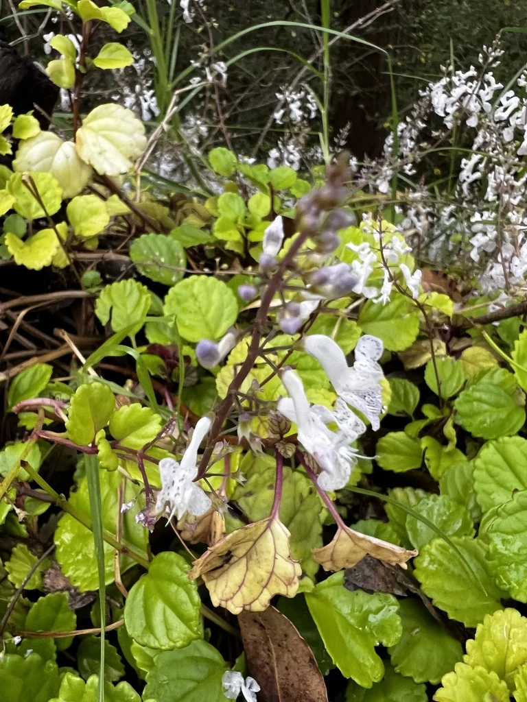 Plectranthus Verticillatus