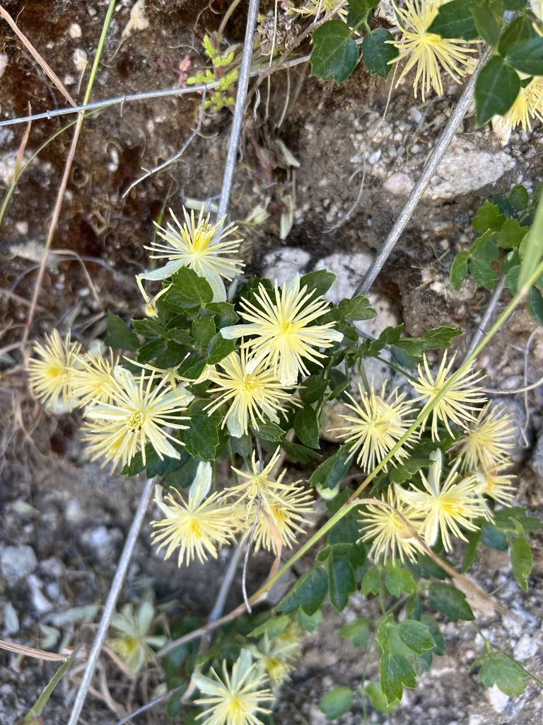 Clematis Pauciflora