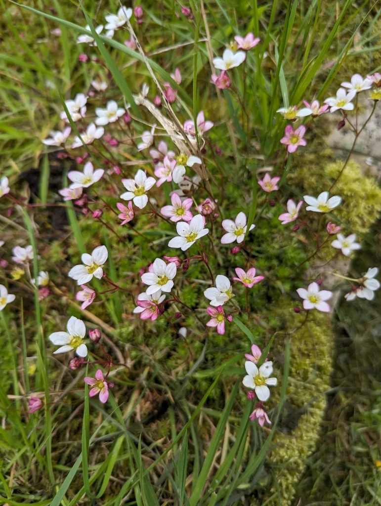 Saxifraga X Arendsii