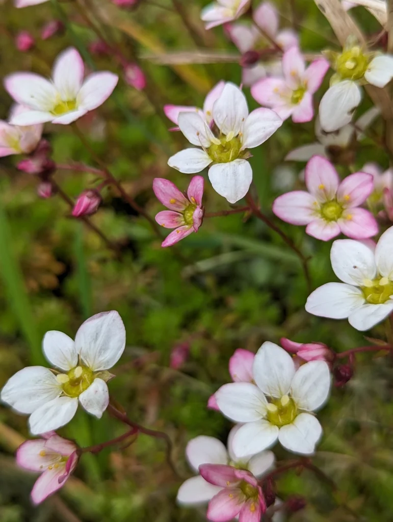 Saxifraga X Arendsii