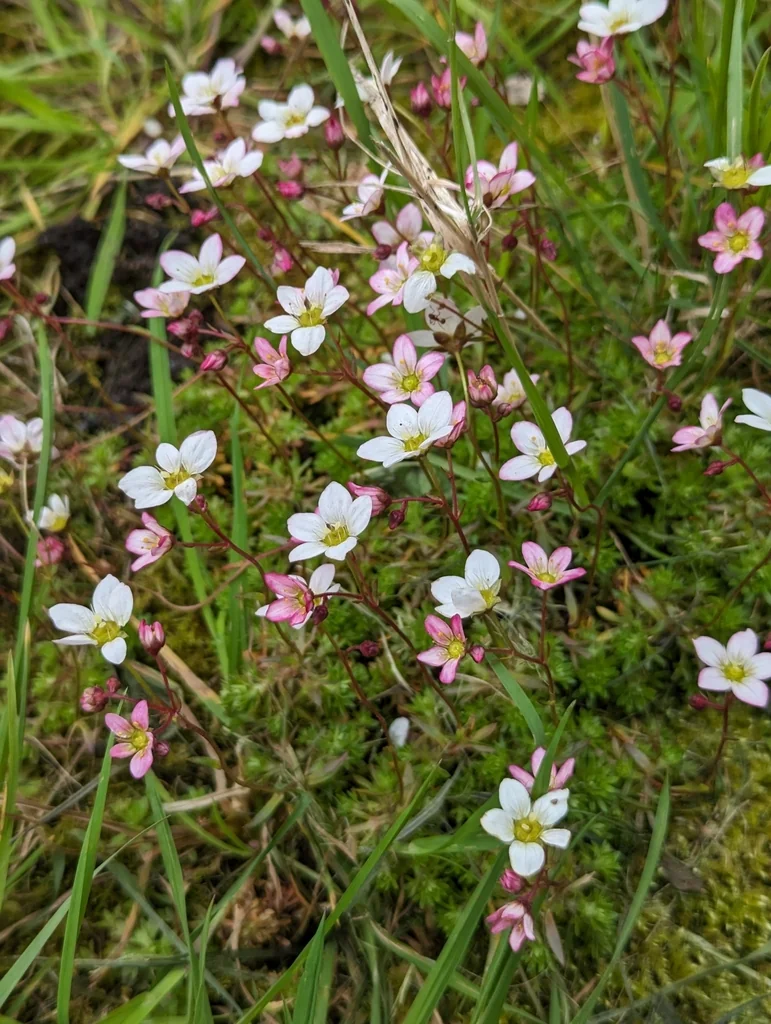 Saxifraga X Arendsii
