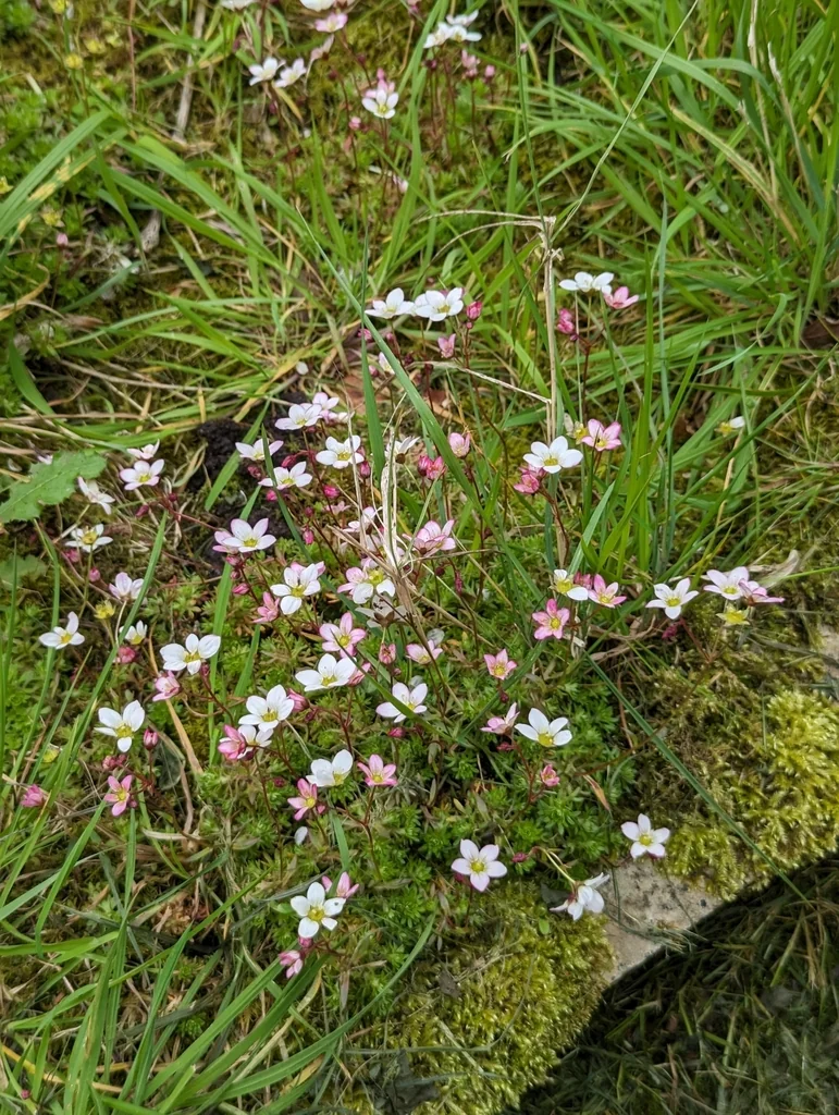 Saxifraga X Arendsii
