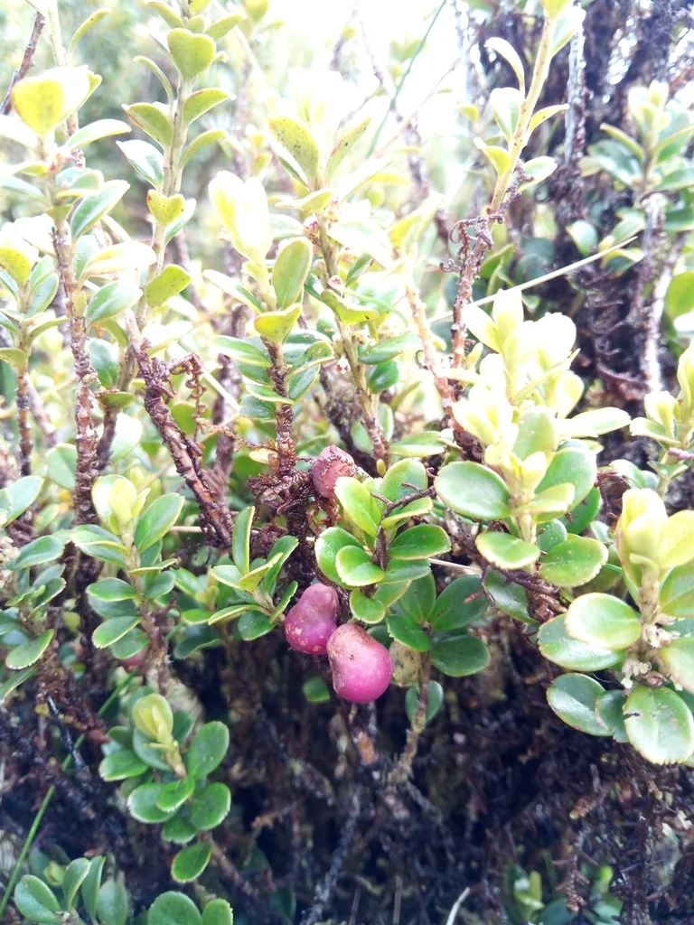 Myrsine Africana