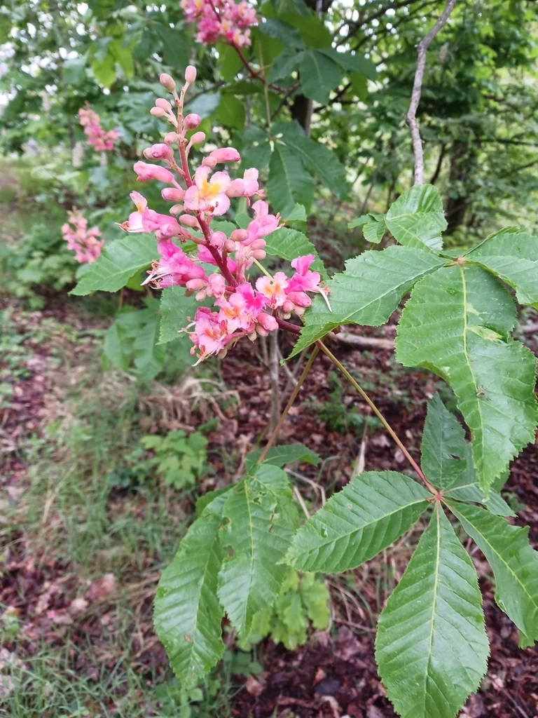 Aesculus X Carnea