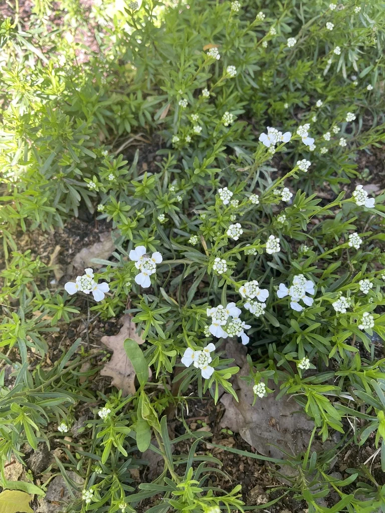 Iberis Sempervirens
