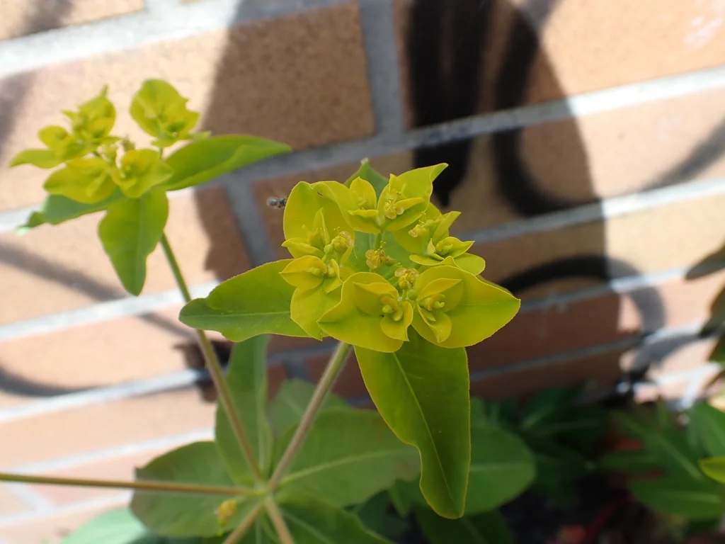 Euphorbia Polychroma