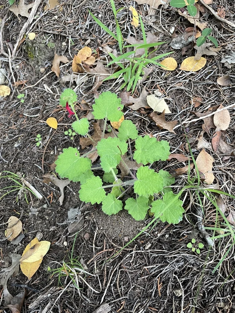 Salvia Roemeriana