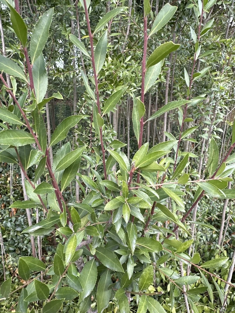 Maytenus Boaria