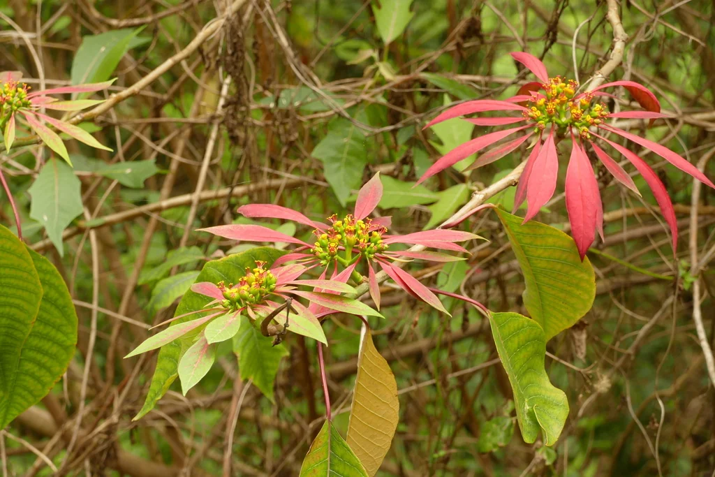 Euphorbia Pulcherrima