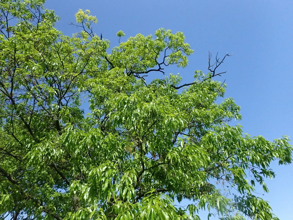 Quercus Acutissima