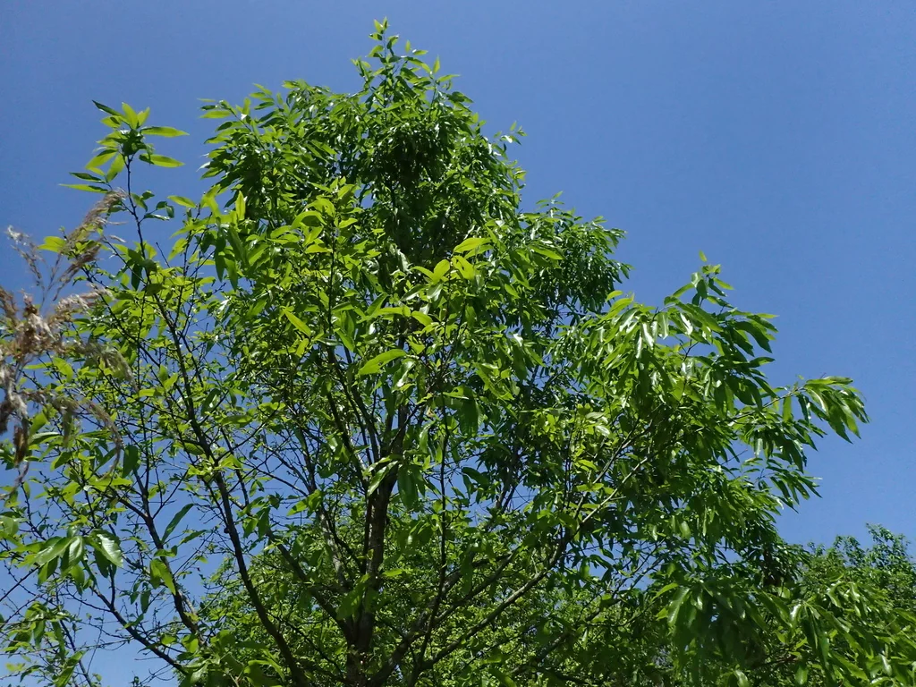 Quercus Acutissima
