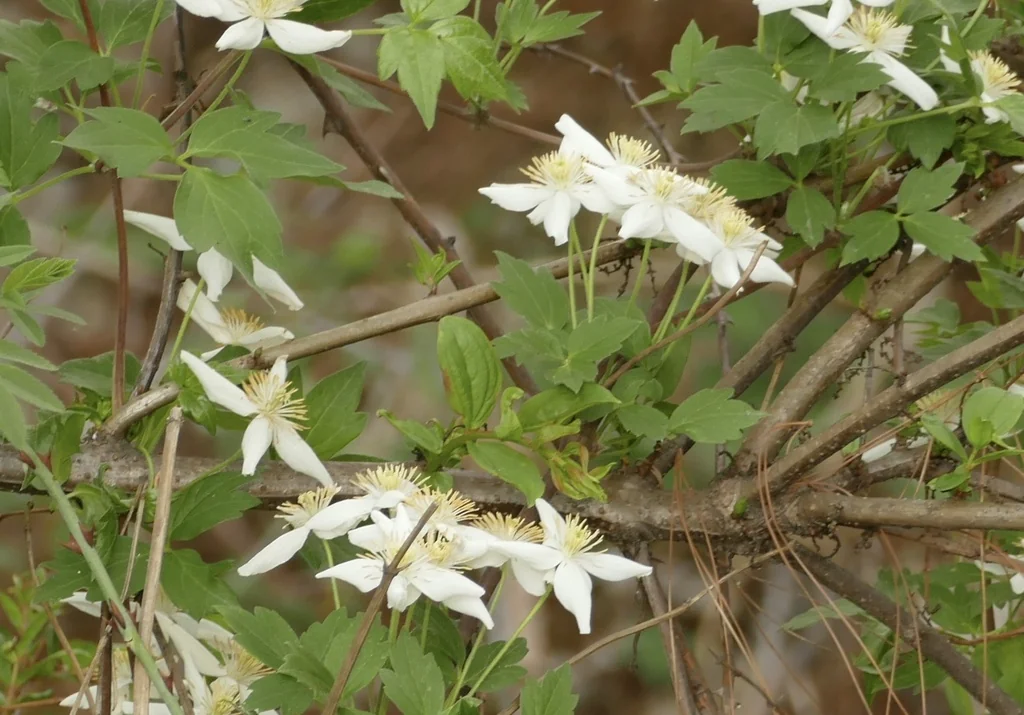 Clematis Montana