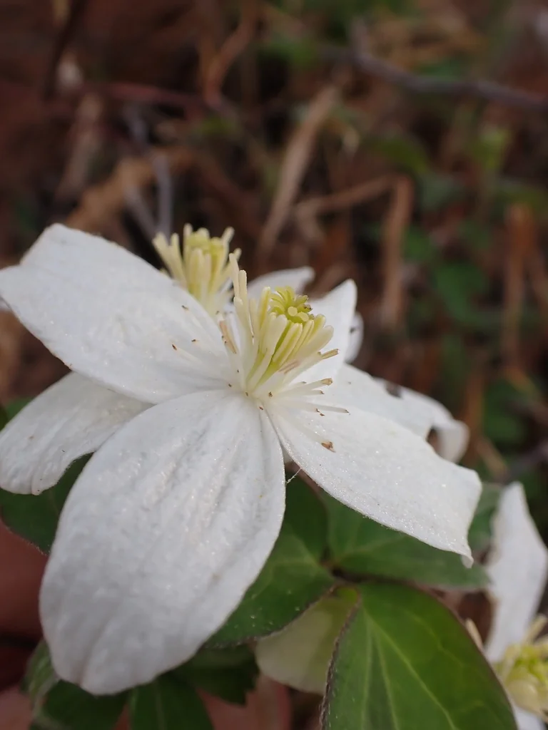 Clematis Montana