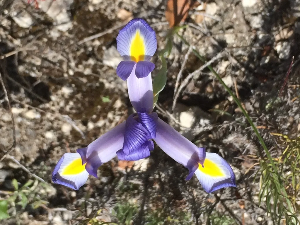 Iris Xiphium