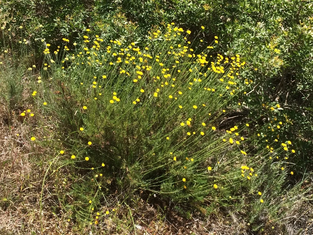 Santolina Rosmarinifolia