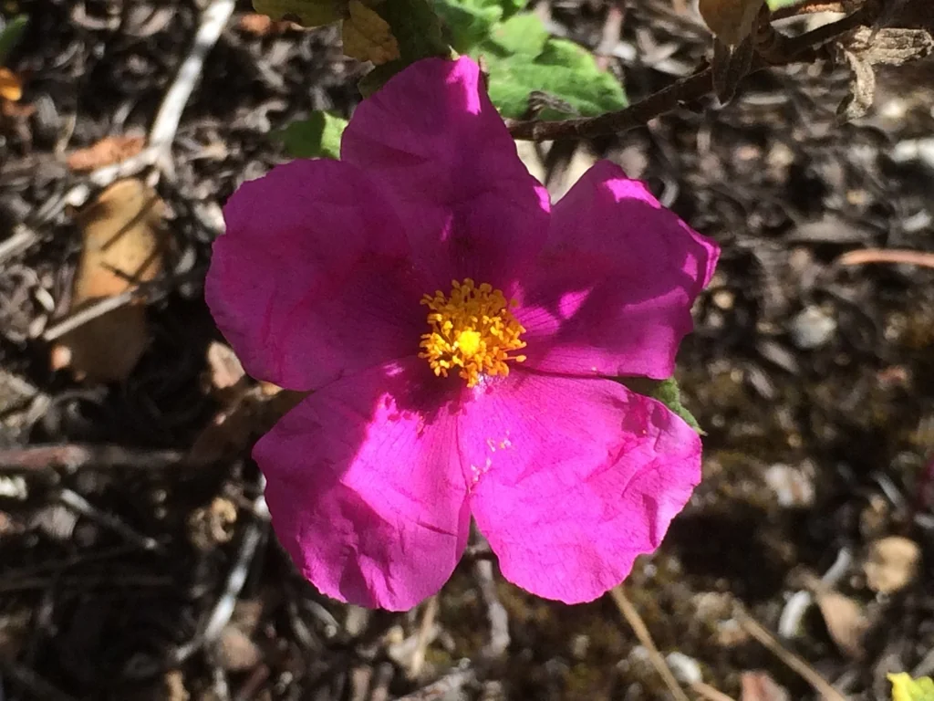 Cistus Crispus