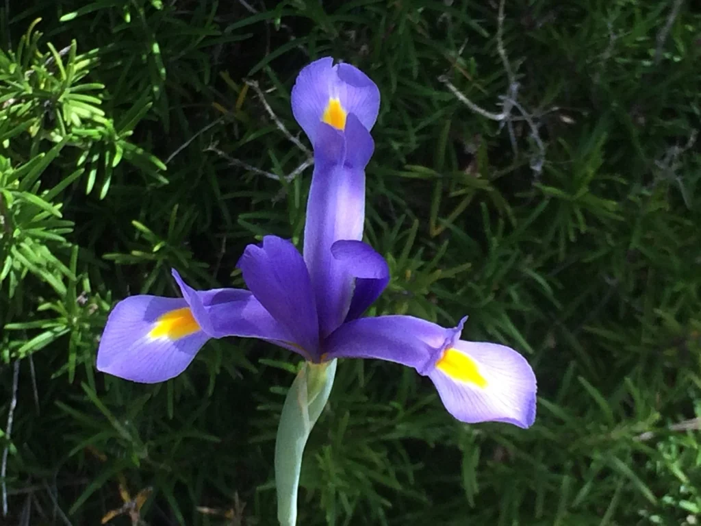 Iris Xiphium
