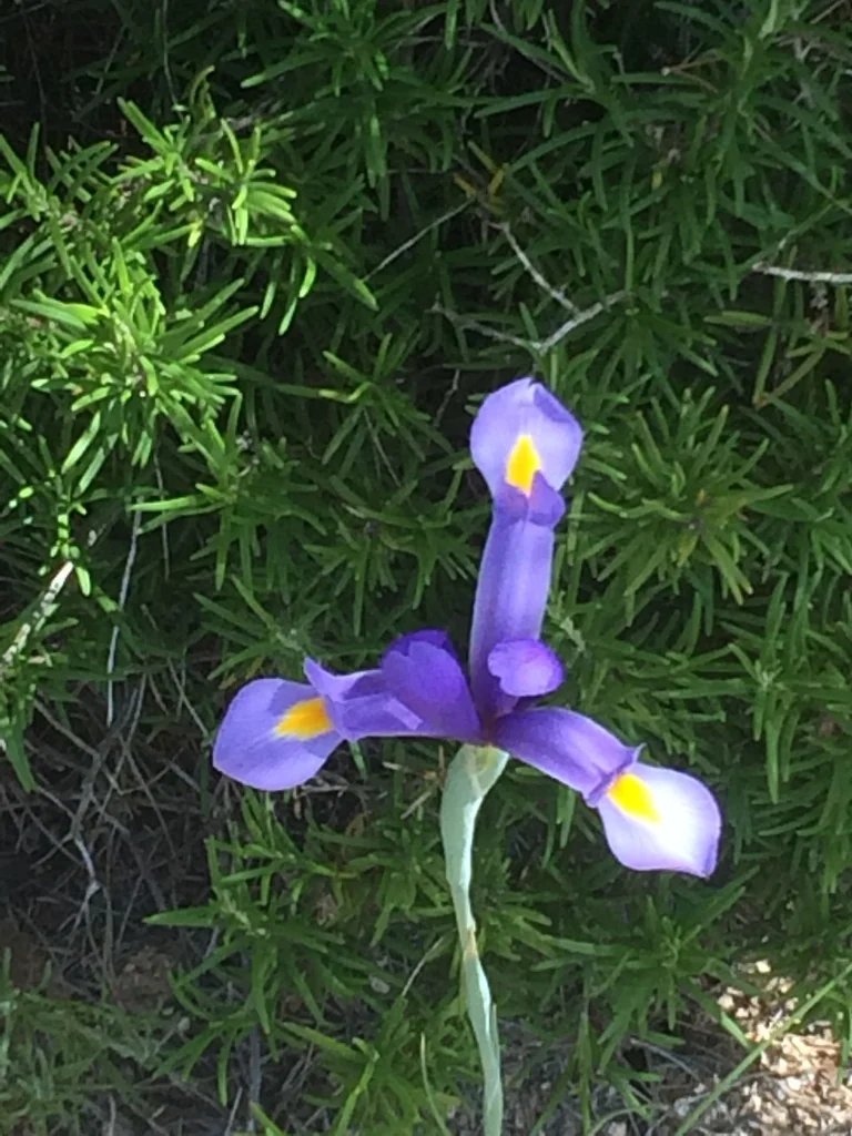Iris Xiphium
