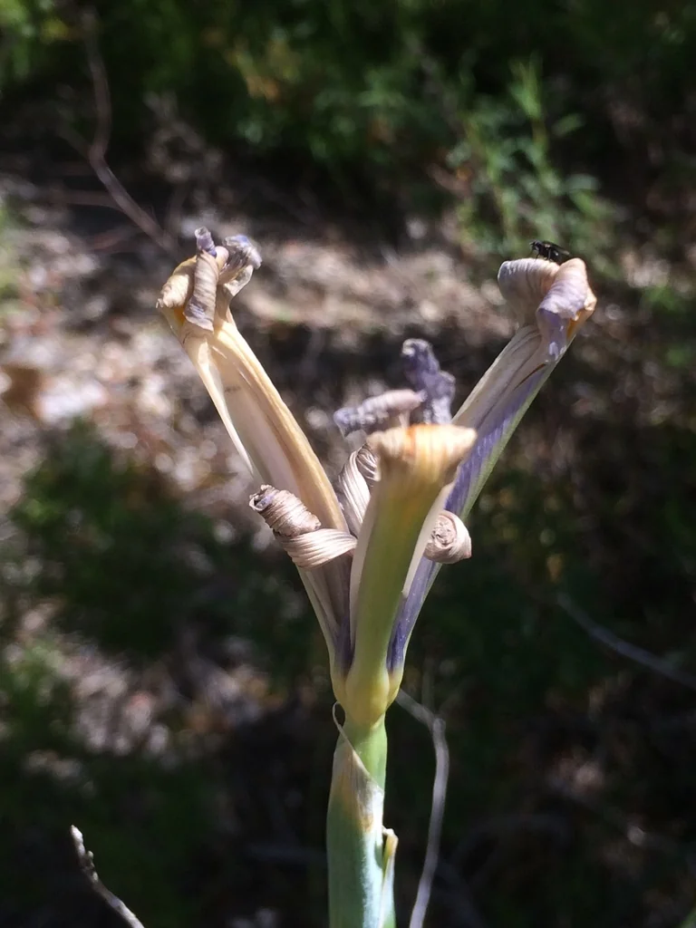 Iris Xiphium