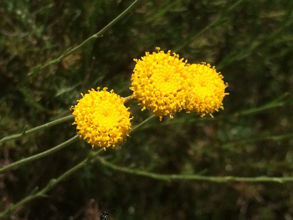 Santolina Rosmarinifolia