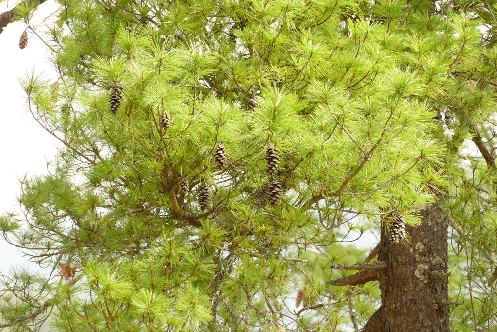 Pinus Wallichiana