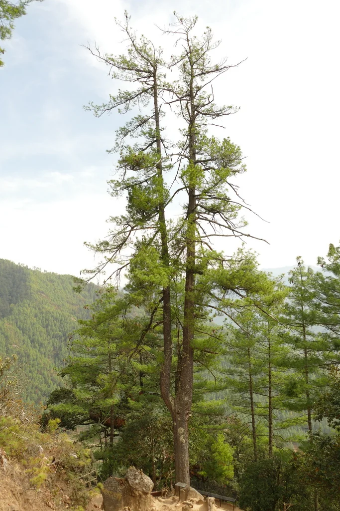 Pinus Wallichiana