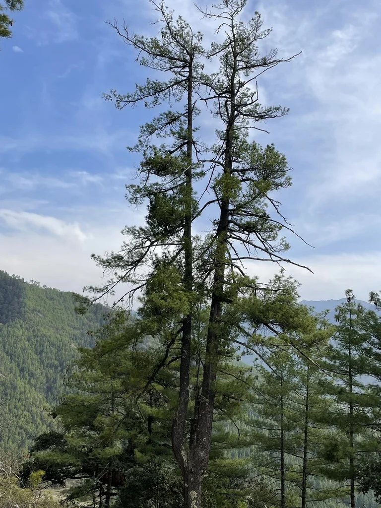 Pinus Wallichiana