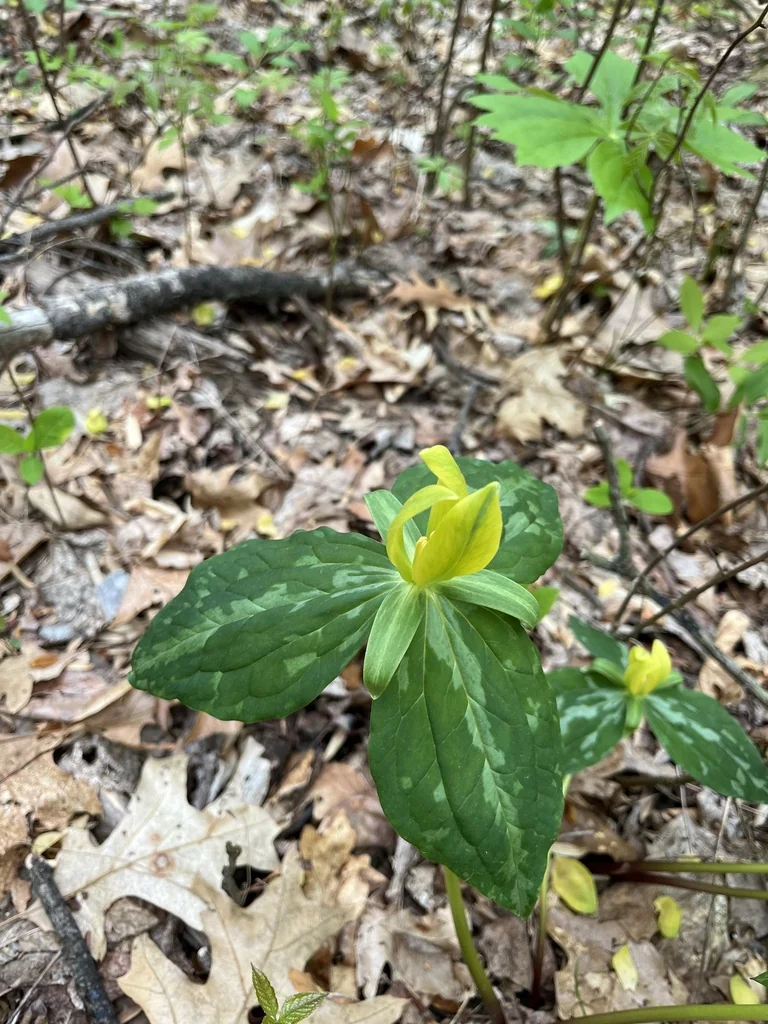 Trillium Luteum