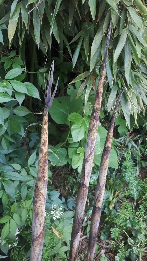Phyllostachys Bambusoides