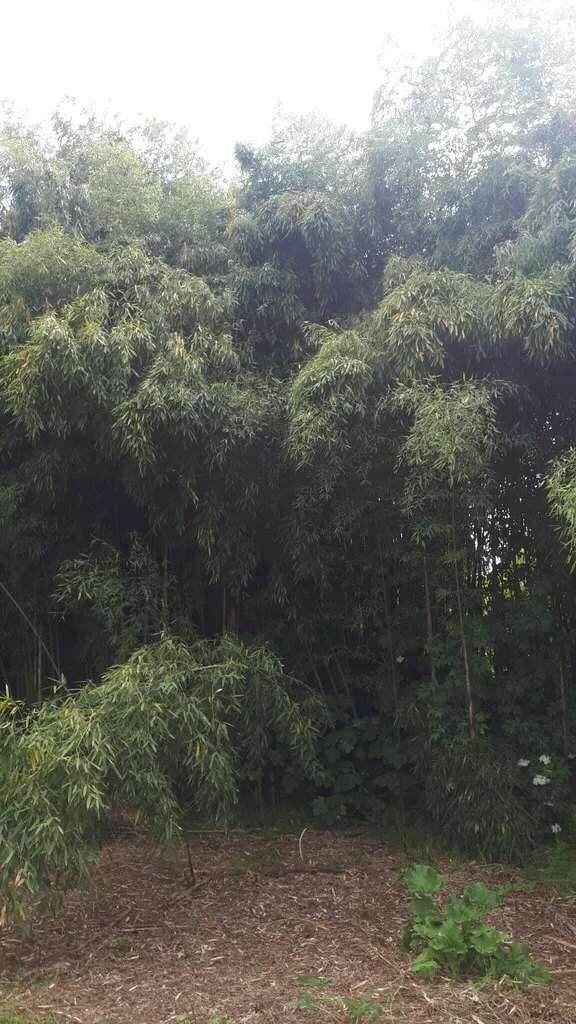 Phyllostachys Bambusoides