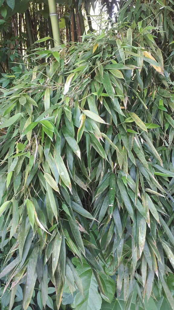 Phyllostachys Bambusoides