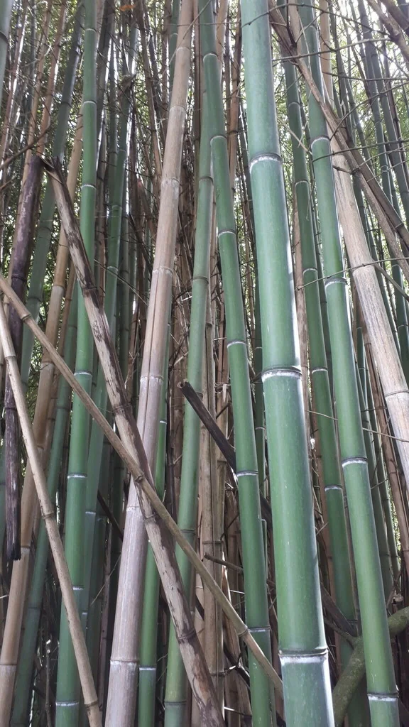 Phyllostachys Bambusoides