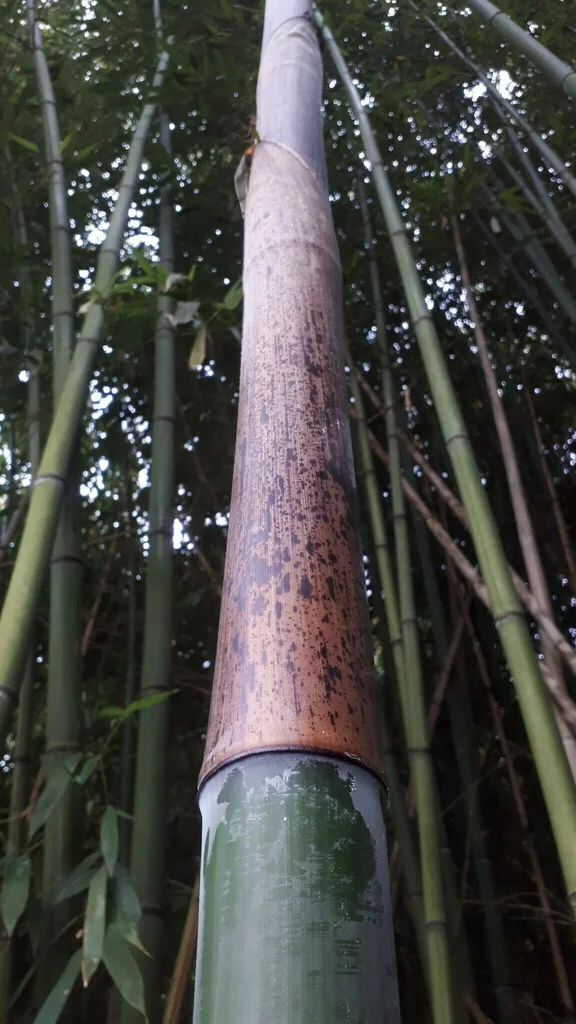 Phyllostachys Bambusoides