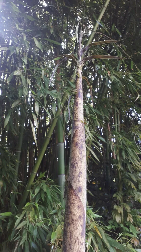 Phyllostachys Bambusoides