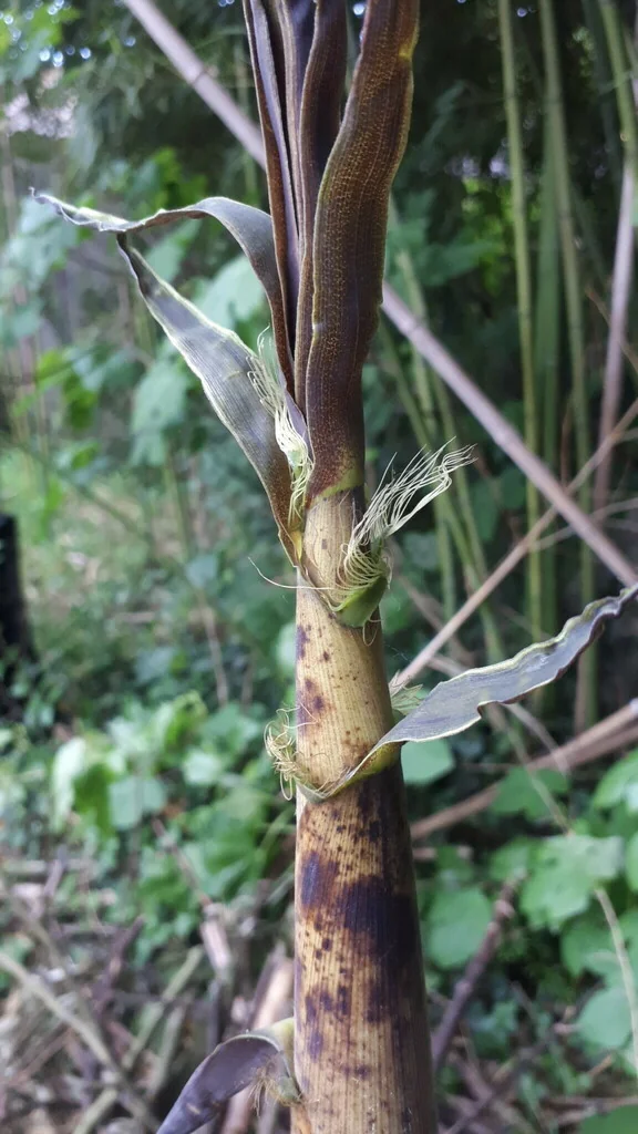 Phyllostachys Bambusoides