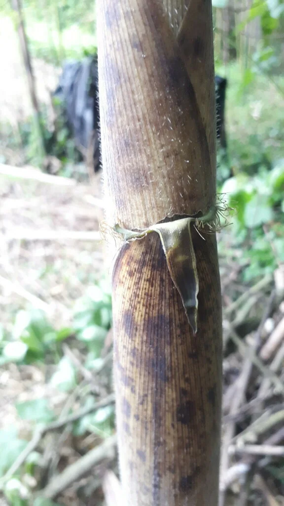 Phyllostachys Bambusoides