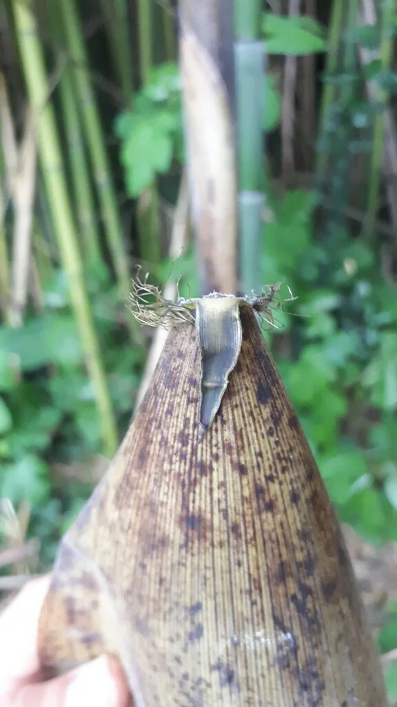 Phyllostachys Bambusoides
