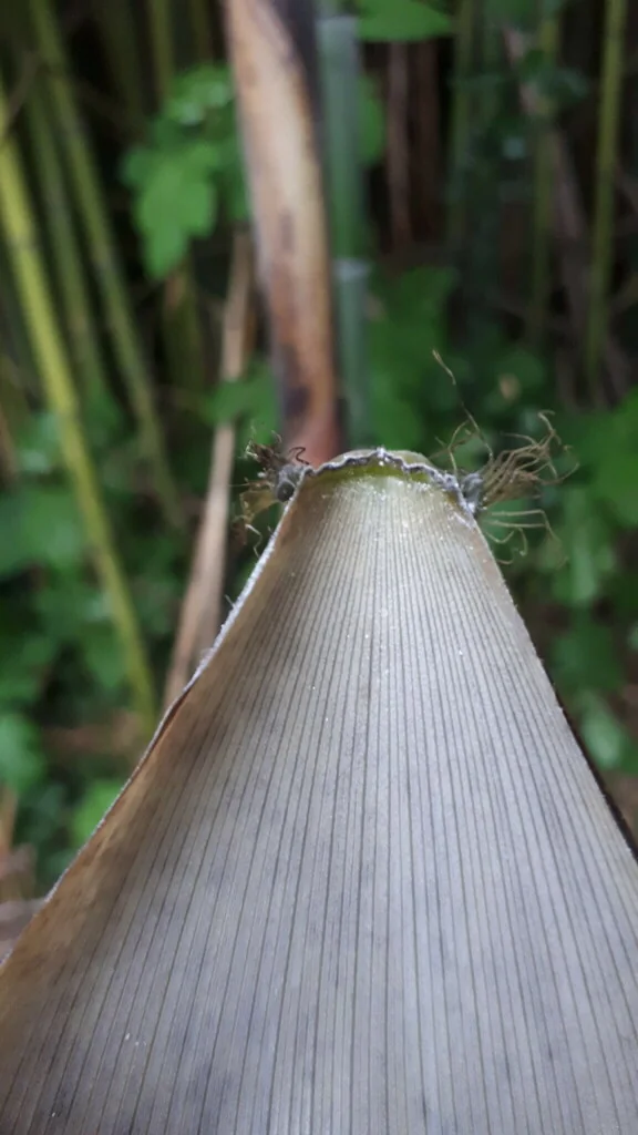 Phyllostachys Bambusoides