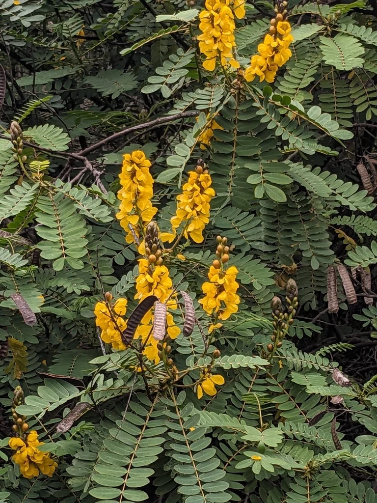 Senna Didymobotrya