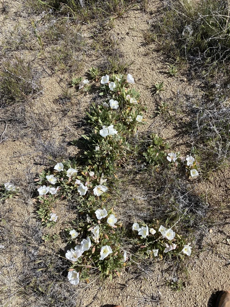 Oenothera californica