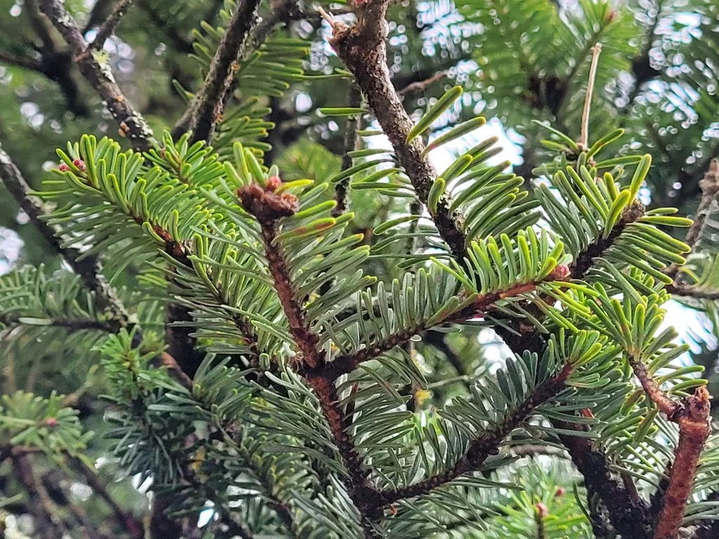 Abies Fraseri