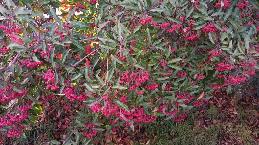 Photinia Davidiana