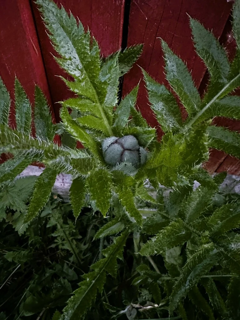 Papaver Orientale