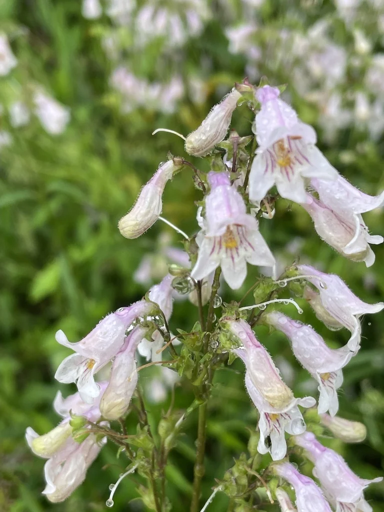 Penstemon Laevigatus