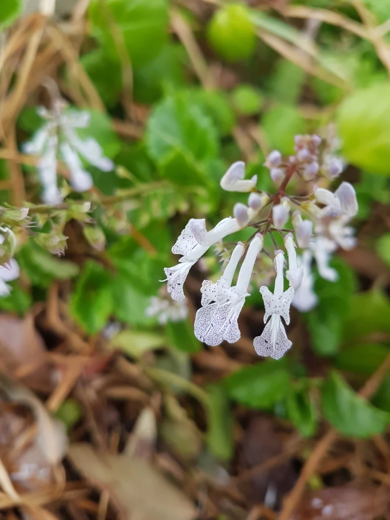 Plectranthus Verticillatus