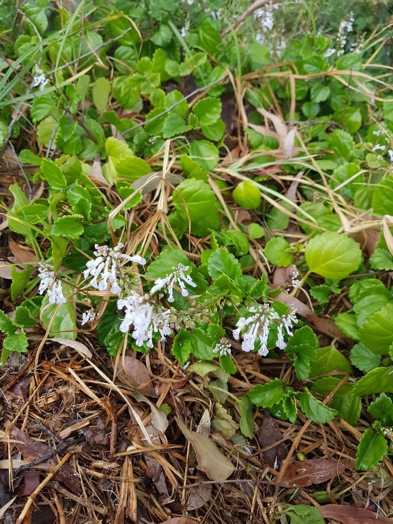 Plectranthus Verticillatus