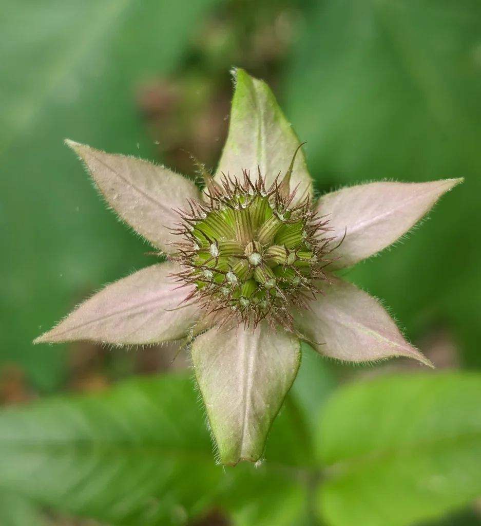 Monarda Bradburiana