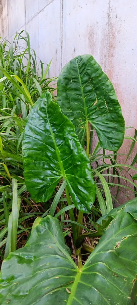 Alocasia plumbea