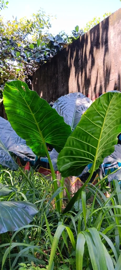 Alocasia plumbea